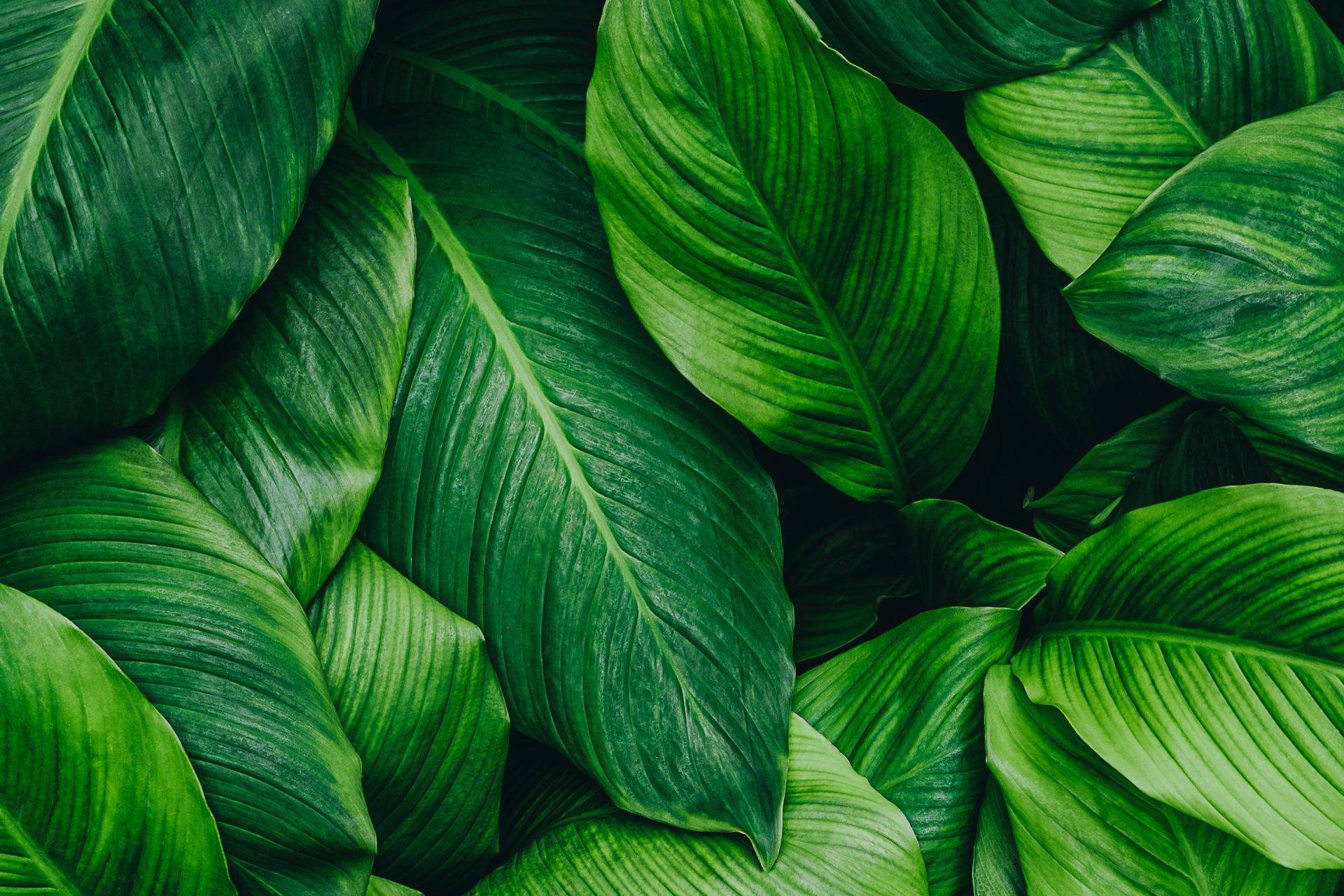 Fast decarbonisation is possible